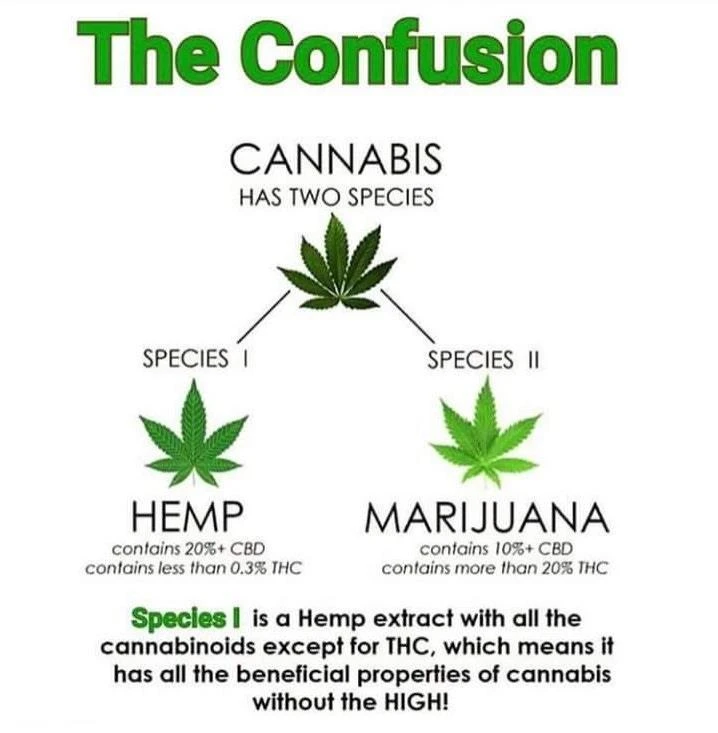 A Cronos kanadai kannabiszcég 300 millió dollárt költ az amerikai kenderpiacr...